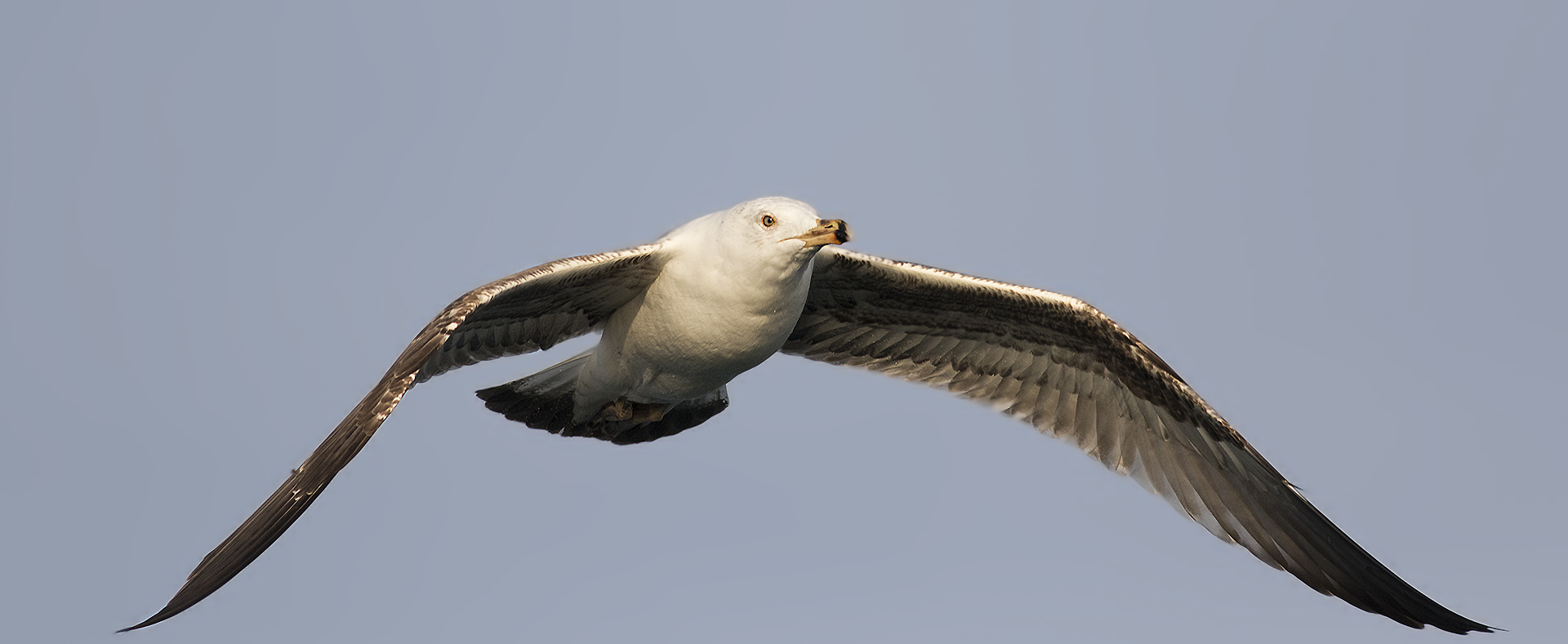 Yellow-legged Gull